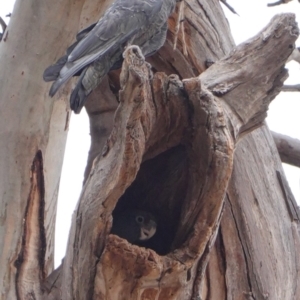 Callocephalon fimbriatum at Hughes, ACT - 31 Dec 2019