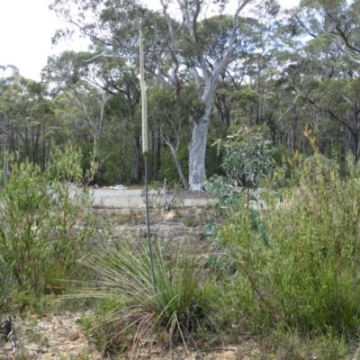 Xanthorrhoea concava (Grass Tree) at Alpine, NSW - 21 Nov 2017 by JanHartog