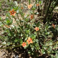 Lysimachia arvensis (Scarlet Pimpernel) at Wingecarribee Local Government Area - 21 Nov 2017 by JanHartog