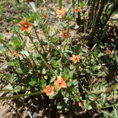 Lysimachia arvensis (Scarlet Pimpernel) at Upper Nepean - 21 Nov 2017 by JanHartog