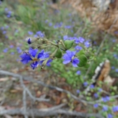 Dampiera purpurea (Purple Dampiera) at Alpine - 21 Nov 2017 by JanHartog