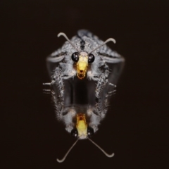 Heoclisis fundata (Antlion lacewing) at Evatt, ACT - 26 Dec 2019 by TimL