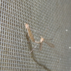 Limoniidae (family) (Unknown Limoniid Crane Fly) at Conder, ACT - 6 Dec 2019 by MichaelBedingfield