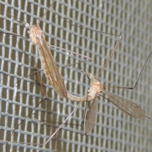 Limoniidae (family) at Conder, ACT - 6 Dec 2019 01:14 AM