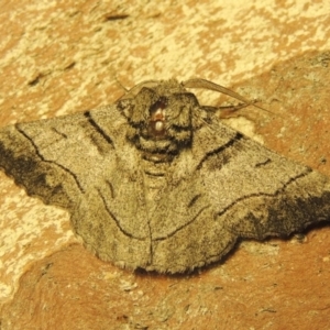 Hypobapta (genus) at Conder, ACT - 20 Nov 2019
