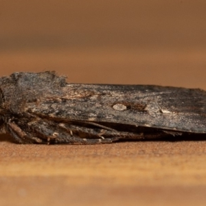 Agrotis infusa at Symonston, ACT - 1 Jan 2020 09:19 AM