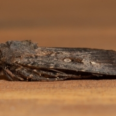 Agrotis infusa (Bogong Moth, Common Cutworm) at Symonston, ACT - 31 Dec 2019 by rawshorty