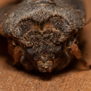 Agrotis infusa at Symonston, ACT - 1 Jan 2020