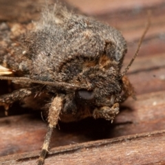 Agrotis infusa at Symonston, ACT - 1 Jan 2020 09:19 AM