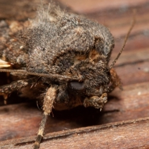 Agrotis infusa at Symonston, ACT - 1 Jan 2020