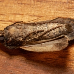 Agrotis infusa at Symonston, ACT - 1 Jan 2020