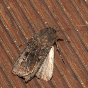 Agrotis infusa at Symonston, ACT - 1 Jan 2020