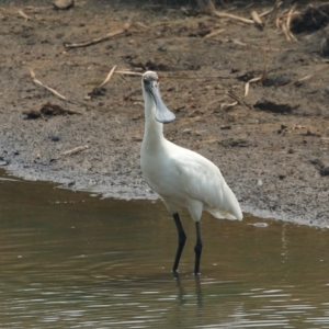 Platalea regia at Bowral - 1 Jan 2020