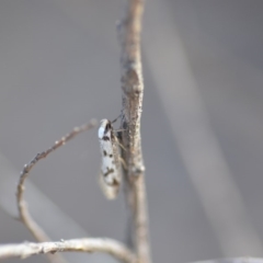 Eusemocosma pruinosa (Philobota Group Concealer Moth) at QPRC LGA - 25 Oct 2019 by natureguy