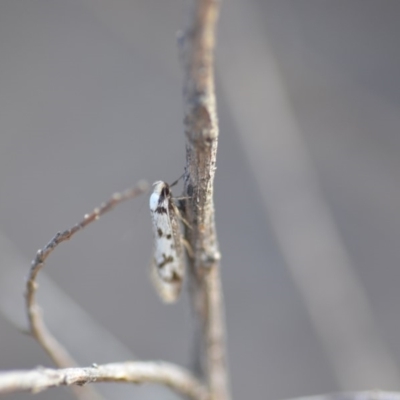 Eusemocosma pruinosa (Philobota Group Concealer Moth) at QPRC LGA - 25 Oct 2019 by natureguy