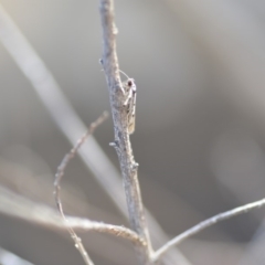 Eusemocosma pruinosa at Wamboin, NSW - 25 Oct 2019 07:05 PM