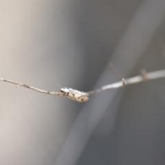 Eusemocosma pruinosa at Wamboin, NSW - 25 Oct 2019