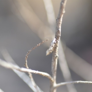 Eusemocosma pruinosa at Wamboin, NSW - 25 Oct 2019