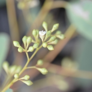 Eucalyptus rossii at Wamboin, NSW - 25 Oct 2019