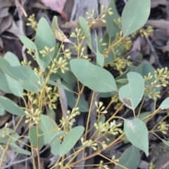 Eucalyptus rossii at Wamboin, NSW - 25 Oct 2019