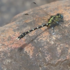 Hemigomphus sp. (genus) (Vicetail) at Cotter Reserve - 14 Dec 2019 by jeffmelvaine