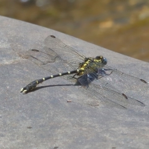 Hemigomphus sp. (genus) at Paddys River, ACT - 14 Dec 2019