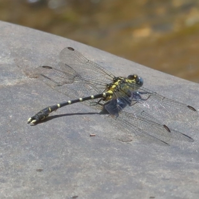 Hemigomphus sp. (genus) (Vicetail) at Paddys River, ACT - 14 Dec 2019 by jeffmelvaine