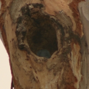 Callocephalon fimbriatum at Hughes, ACT - suppressed