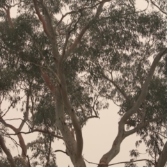 Callocephalon fimbriatum at Hughes, ACT - suppressed