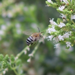 Amegilla (Zonamegilla) asserta (Blue Banded Bee) at Hughes, ACT - 28 Dec 2019 by LisaH