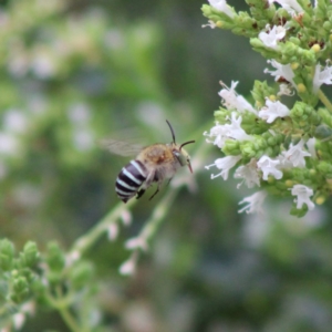 Amegilla (Zonamegilla) asserta at Hughes, ACT - 28 Dec 2019 03:19 PM