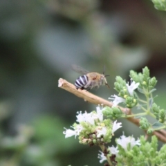 Amegilla (Zonamegilla) asserta at Hughes, ACT - 28 Dec 2019 03:19 PM