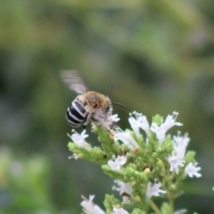 Amegilla (Zonamegilla) asserta at Hughes, ACT - 28 Dec 2019