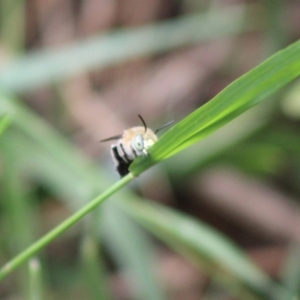 Amegilla (Zonamegilla) asserta at Hughes, ACT - 28 Dec 2019