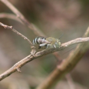 Amegilla (Zonamegilla) asserta at Hughes, ACT - 28 Dec 2019