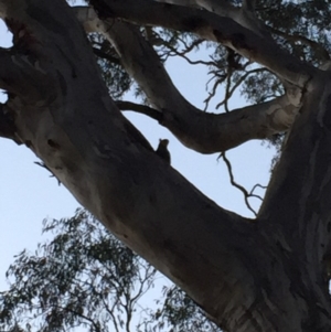 Callocephalon fimbriatum at Garran, ACT - suppressed