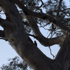 Callocephalon fimbriatum at Garran, ACT - 30 Dec 2019