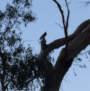 Callocephalon fimbriatum at Garran, ACT - suppressed