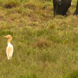 Bubulcus coromandus at Bega, NSW - 1 Jan 2020