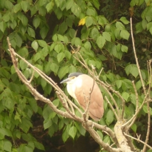 Nycticorax caledonicus at Bega, NSW - 1 Jan 2020