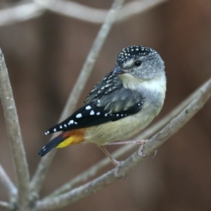 Pardalotus punctatus at Rosedale, NSW - 17 Nov 2019