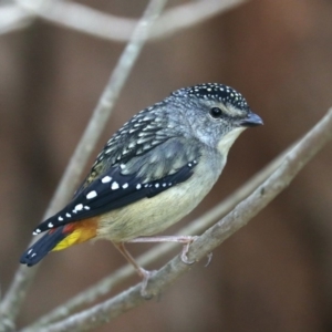 Pardalotus punctatus at Rosedale, NSW - 17 Nov 2019 09:52 AM