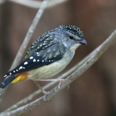 Pardalotus punctatus at Rosedale, NSW - 17 Nov 2019 09:52 AM