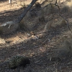 Tachyglossus aculeatus (Short-beaked Echidna) at Hackett, ACT - 31 Dec 2019 by MargL