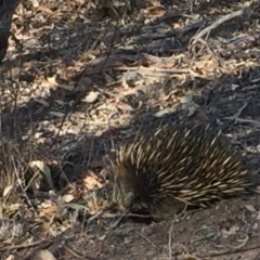 Tachyglossus aculeatus (Short-beaked Echidna) at Hackett, ACT - 31 Dec 2019 by MargL