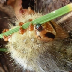 Anthelidae sp. (family) (Unidentified anthelid moth or Australian woolly bear) at Flynn, ACT - 30 Dec 2019 by Christine