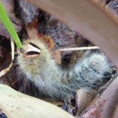 Anthelidae (family) at Flynn, ACT - 31 Dec 2019 09:02 AM