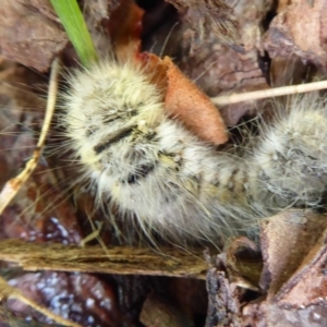 Anthelidae (family) at Flynn, ACT - 31 Dec 2019 09:02 AM