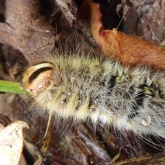 Anthelidae (family) at Flynn, ACT - 31 Dec 2019