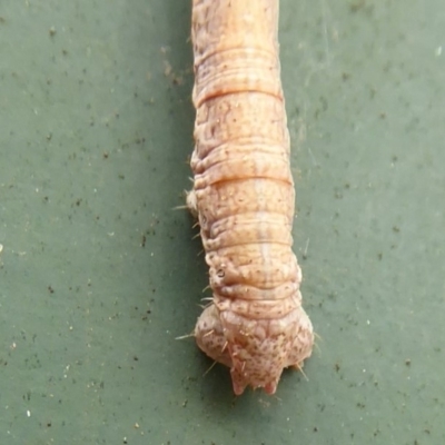 Geometridae (family) IMMATURE (Unidentified IMMATURE Geometer moths) at Flynn, ACT - 1 Jan 2020 by Christine